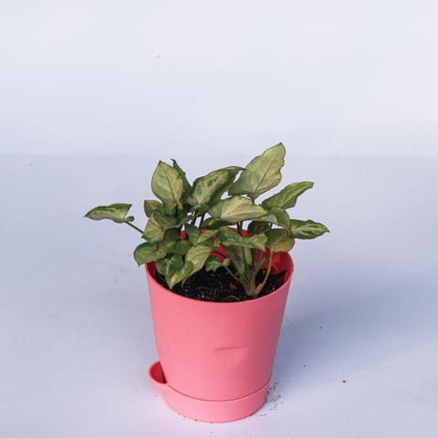 Syngonium Yammi in 4 Inch Live Plant Pink Florence Self Watering Pot