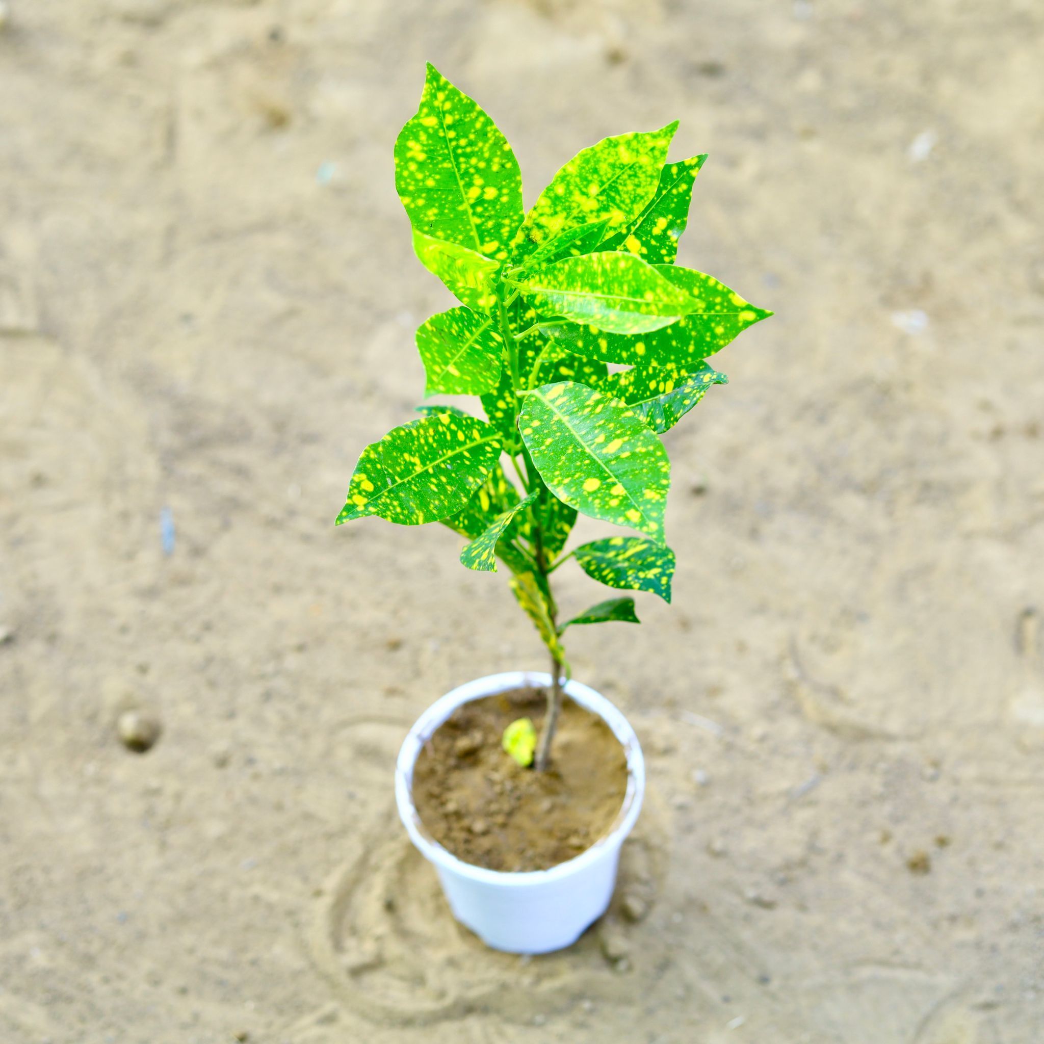 Baby Croton in 4 Inch White Nursery Pot