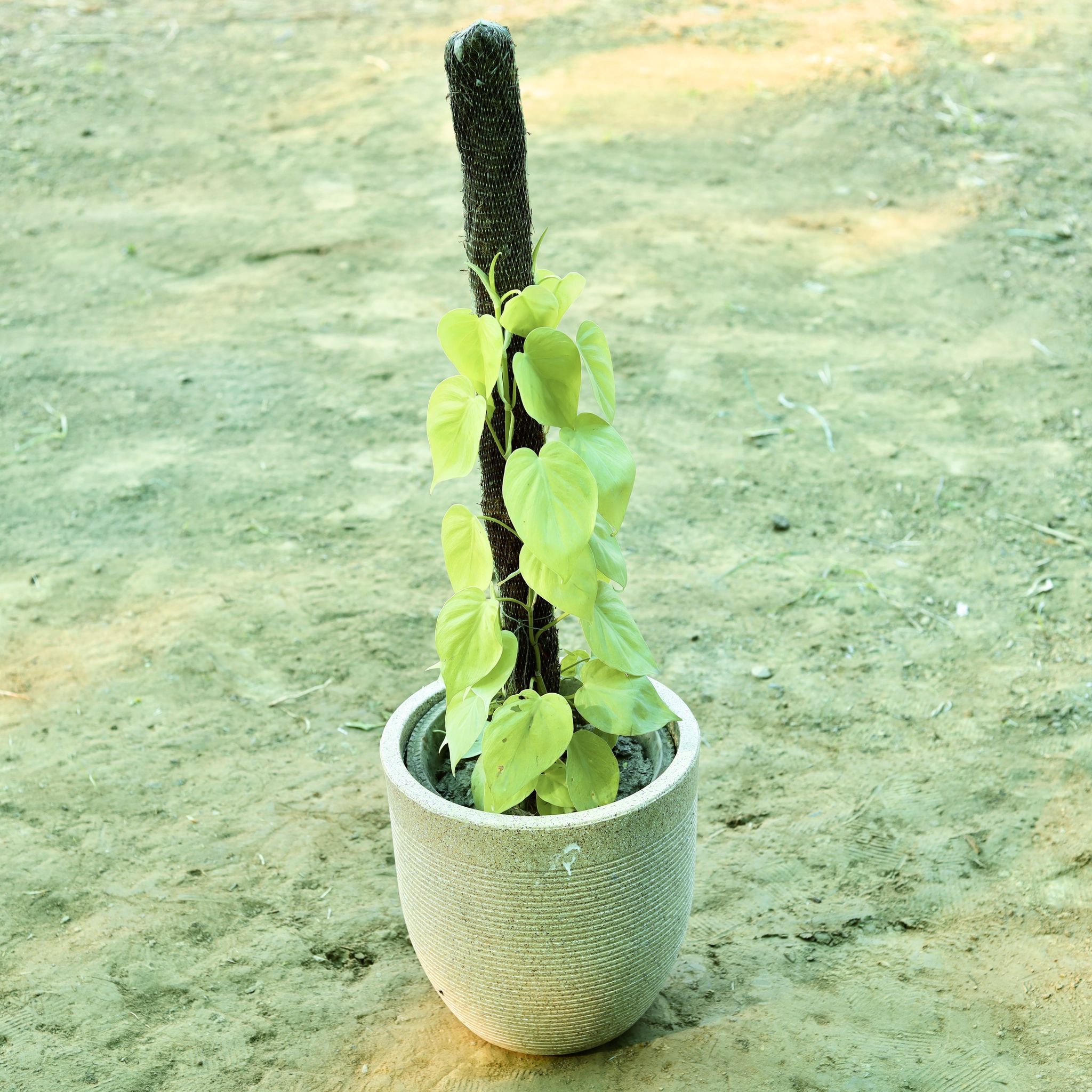Golden Money Plant with 3 ft Moss Stick in 15 X 15 Inch Sandstone Premium Orbis Fiberglass Planter with Tray