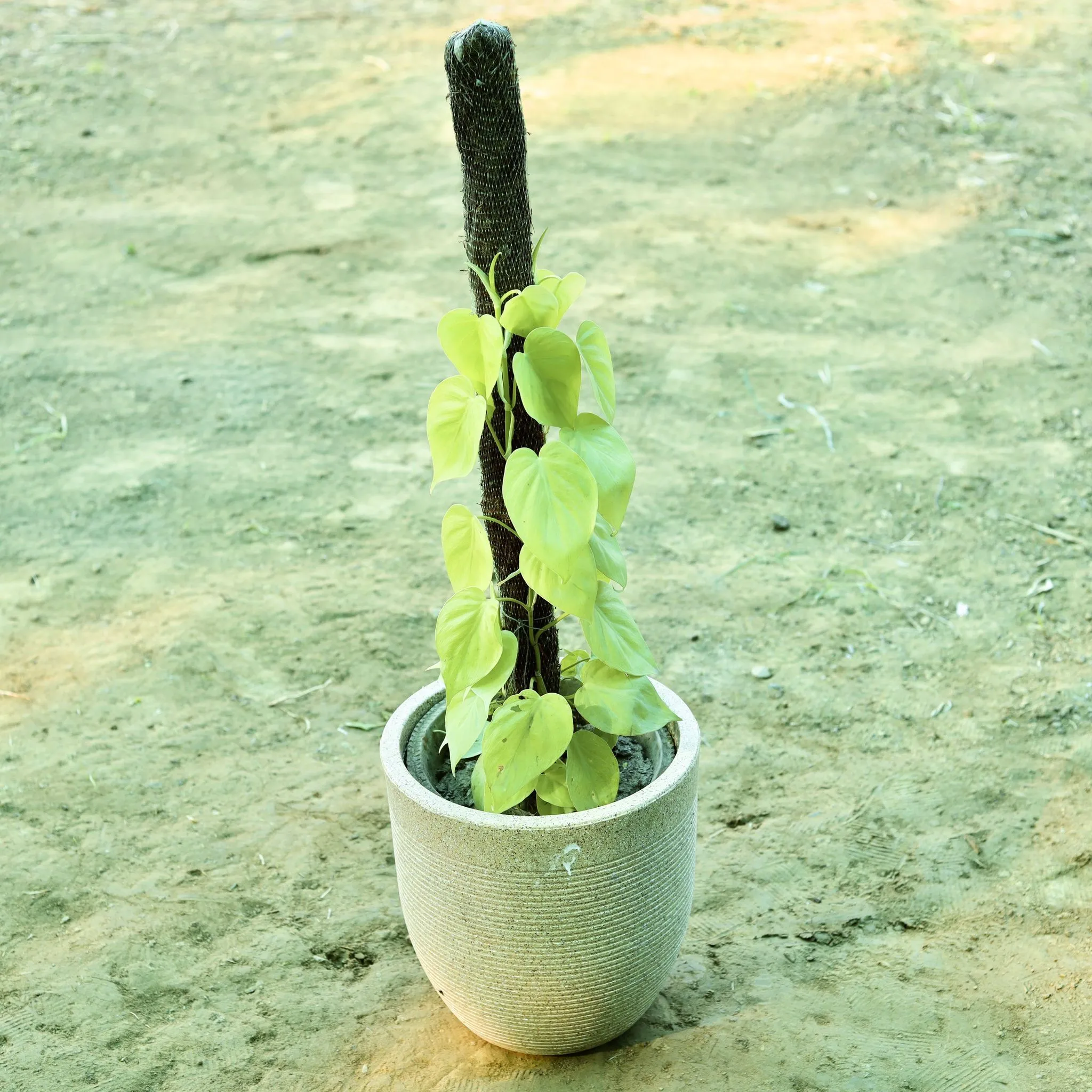 Golden Money Plant with 3 ft Moss Stick in 15 X 15 Inch Sandstone Premium Orbis Fiberglass Planter with Tray