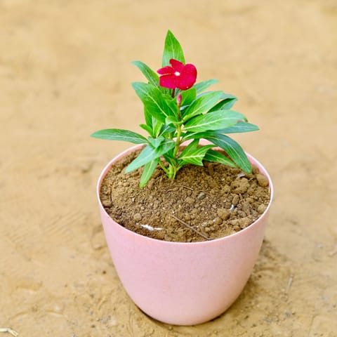 Buy Periwinkle / Vinca / Sadabahar (any colour) in 6 Inch Live Plant Pink Marble Premium Orchid Round Plastic Pot Online at Best Price