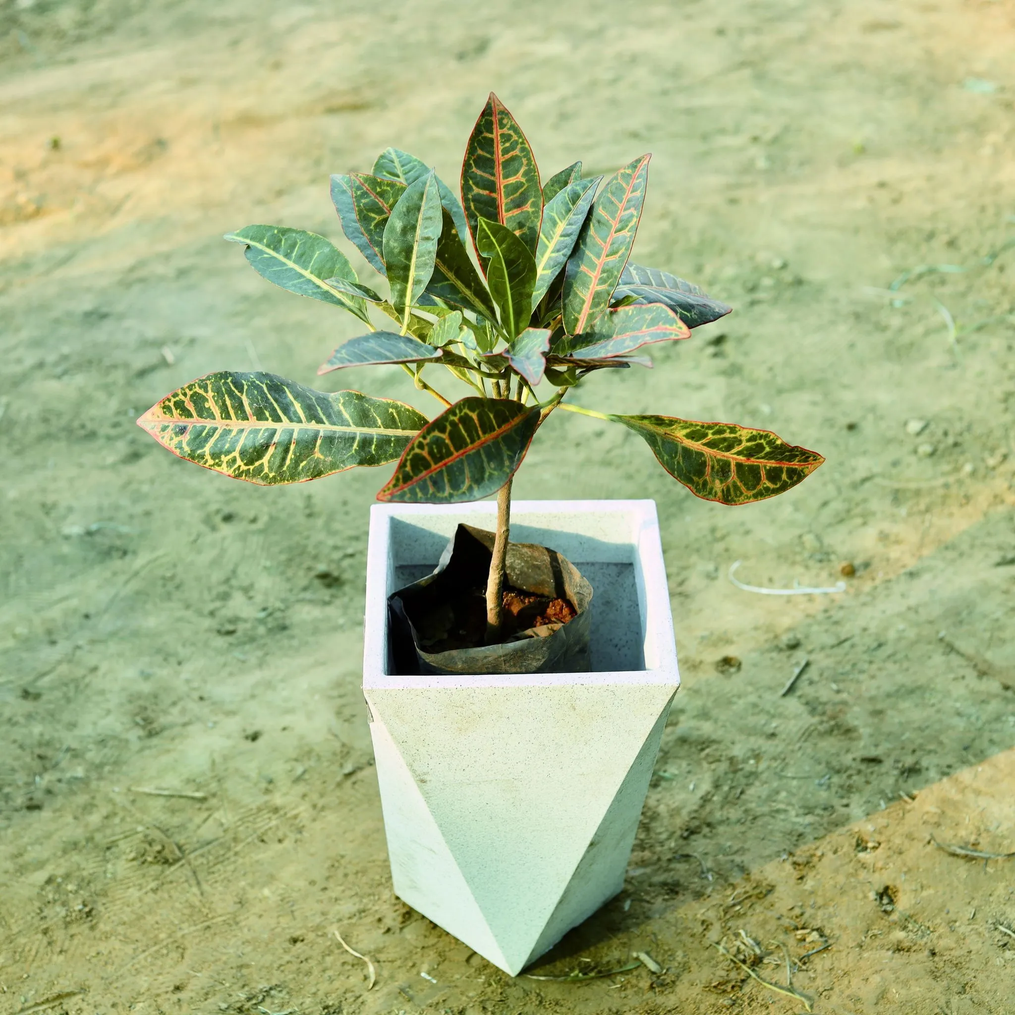 Croton Petra in 8 X 12 Inch White Premium Fantasia Fiberglass Planter