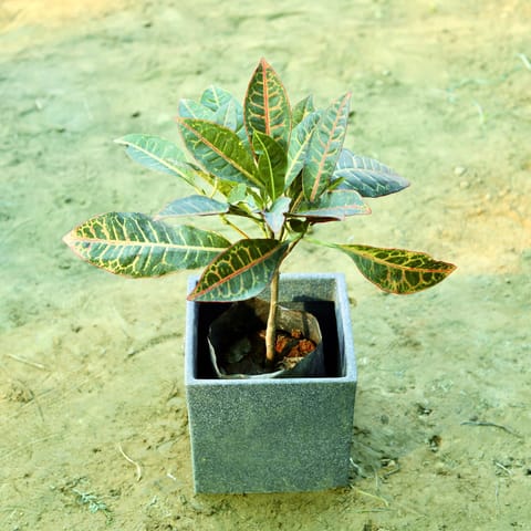 Croton Petra in 8 X 8 Inch Live Plant Grey Premium Kyvos Fiberglass Planter