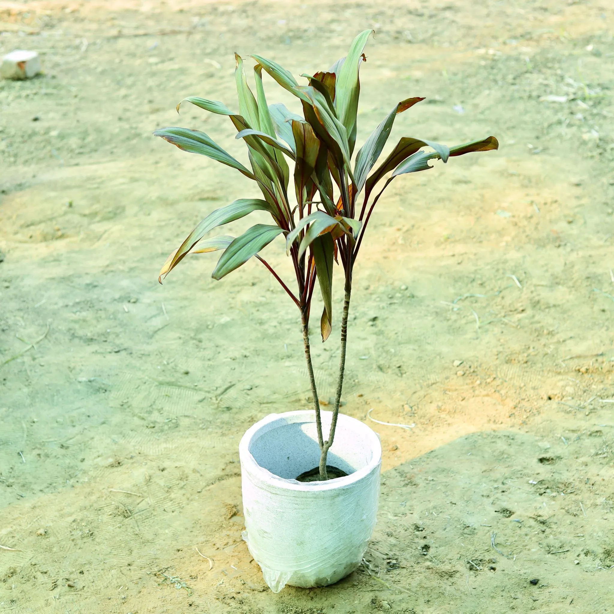 Dracaena Cordyline Red (~ 2 Ft) in 10 X 10 Inch White Premium Convessa Fiberglass Planter