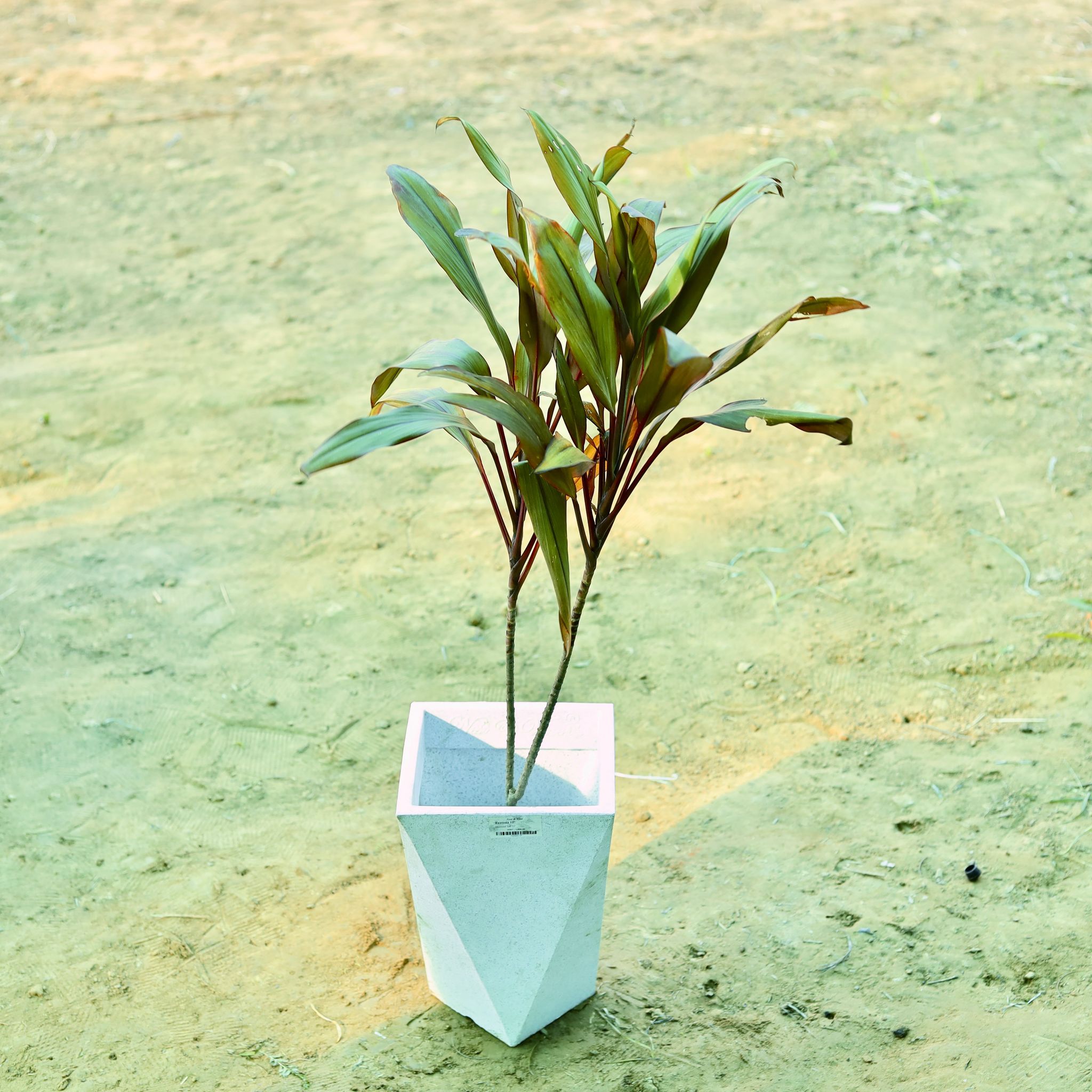 Dracaena Cordyline Red (~ 2 Ft) in 8 X 12 Inch White Premium Fantasia Fiberglass Planter