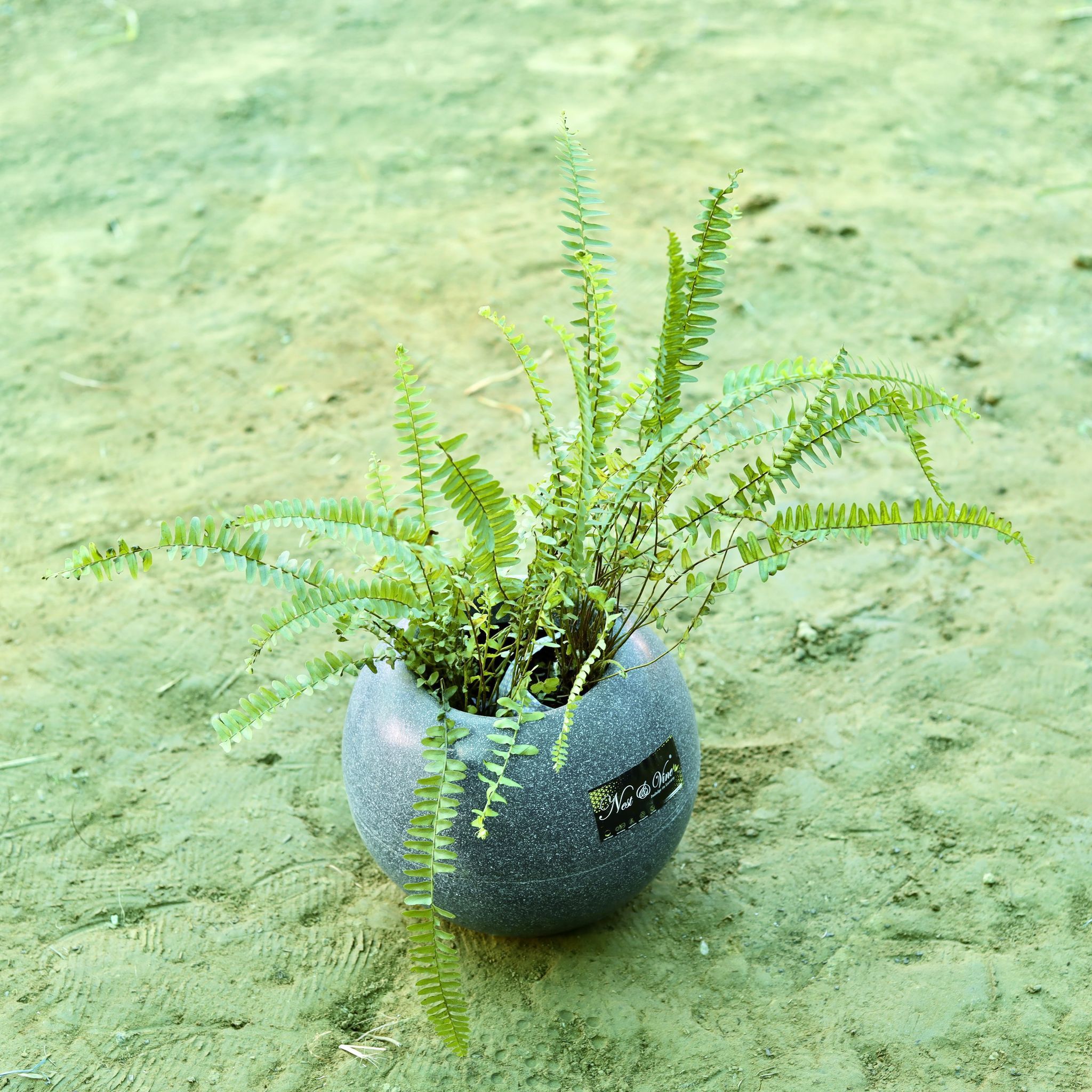 Fern Green in 9 Inch Grey Premium llios Fiberglass Planter