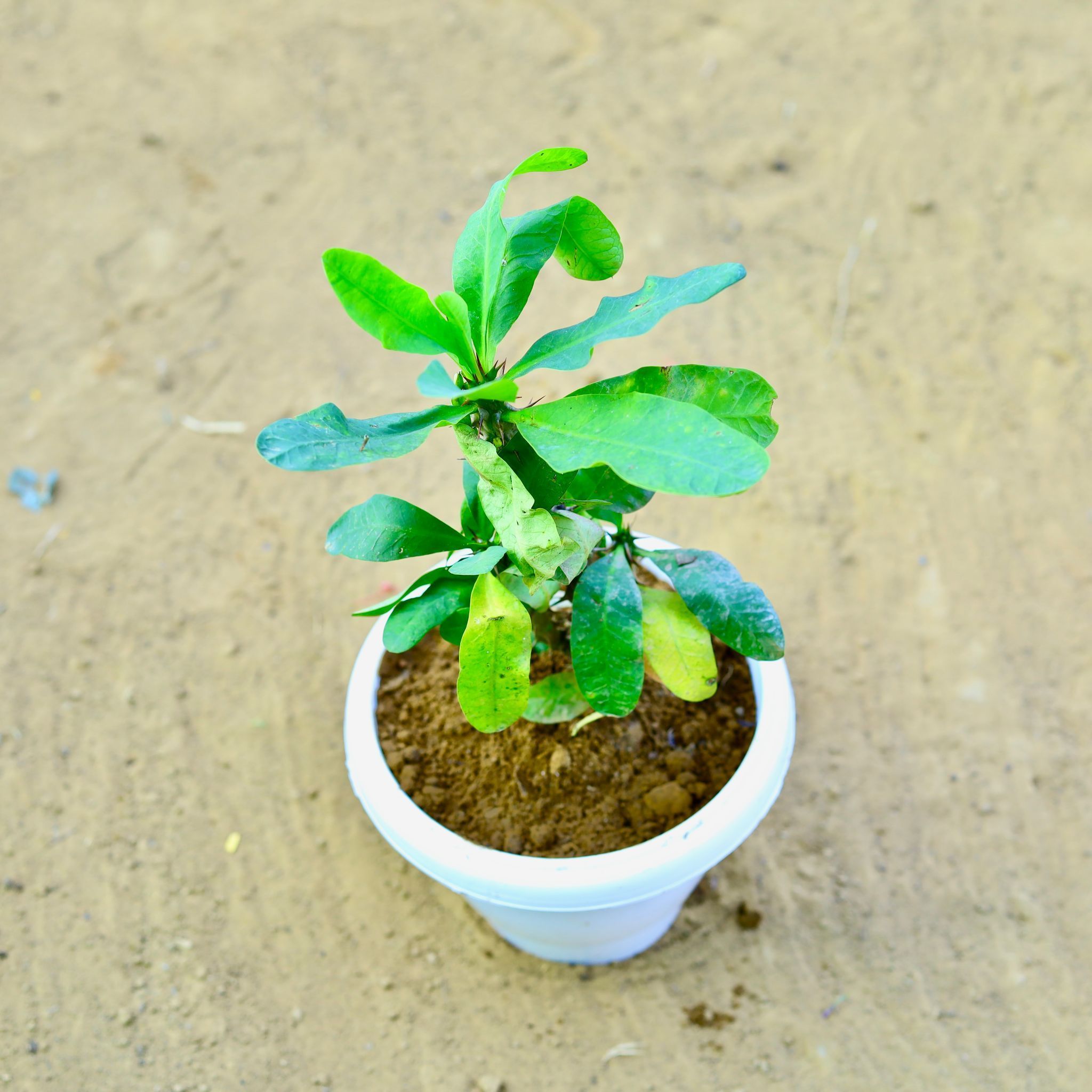 Euphorbia Mili (~ 1 Ft) in 8 Inch White Classy Plastic Pot
