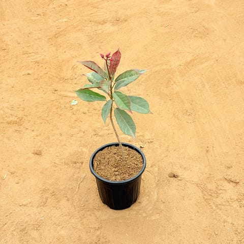 Jatropha / Sundar Rupa in 6 Inch Nursery Pot