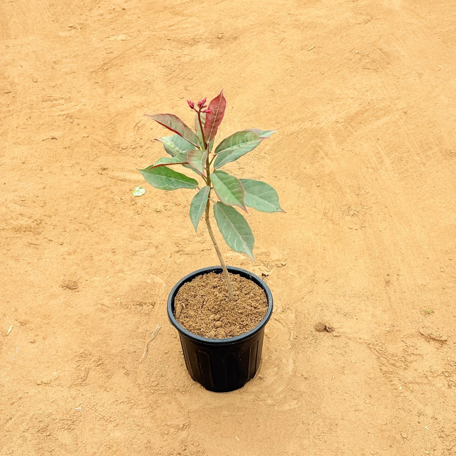 Jatropha / Sundar Rupa in 6 Inch Nursery Pot