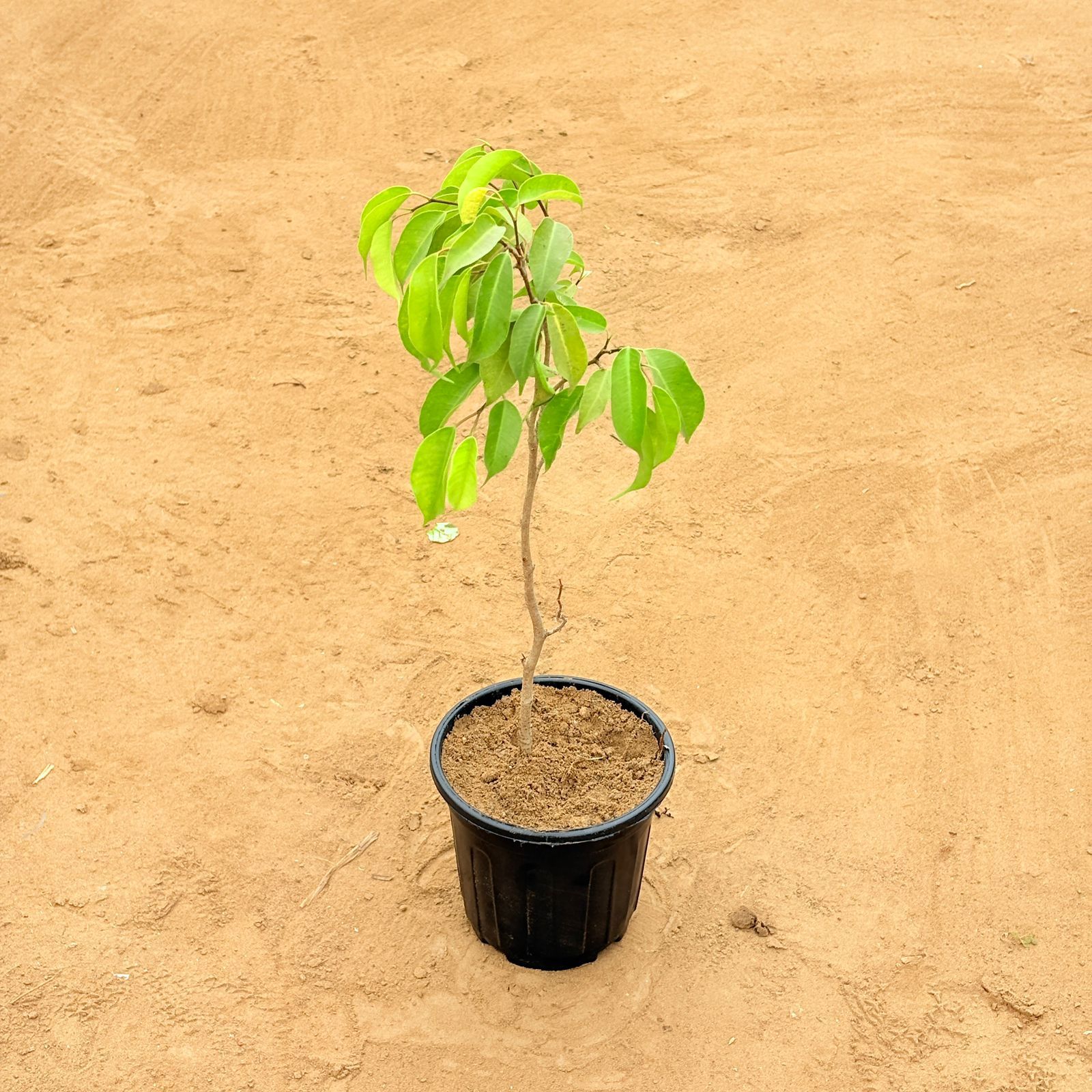 Ashoka in 6 Inch Nursery Pot