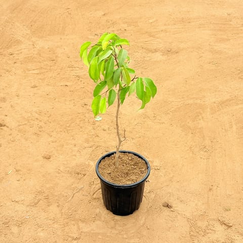 Ashoka in 6 Inch Nursery Pot