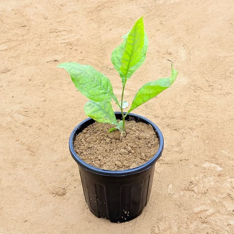 Bel Patra in 6 Inch Nursery Pot