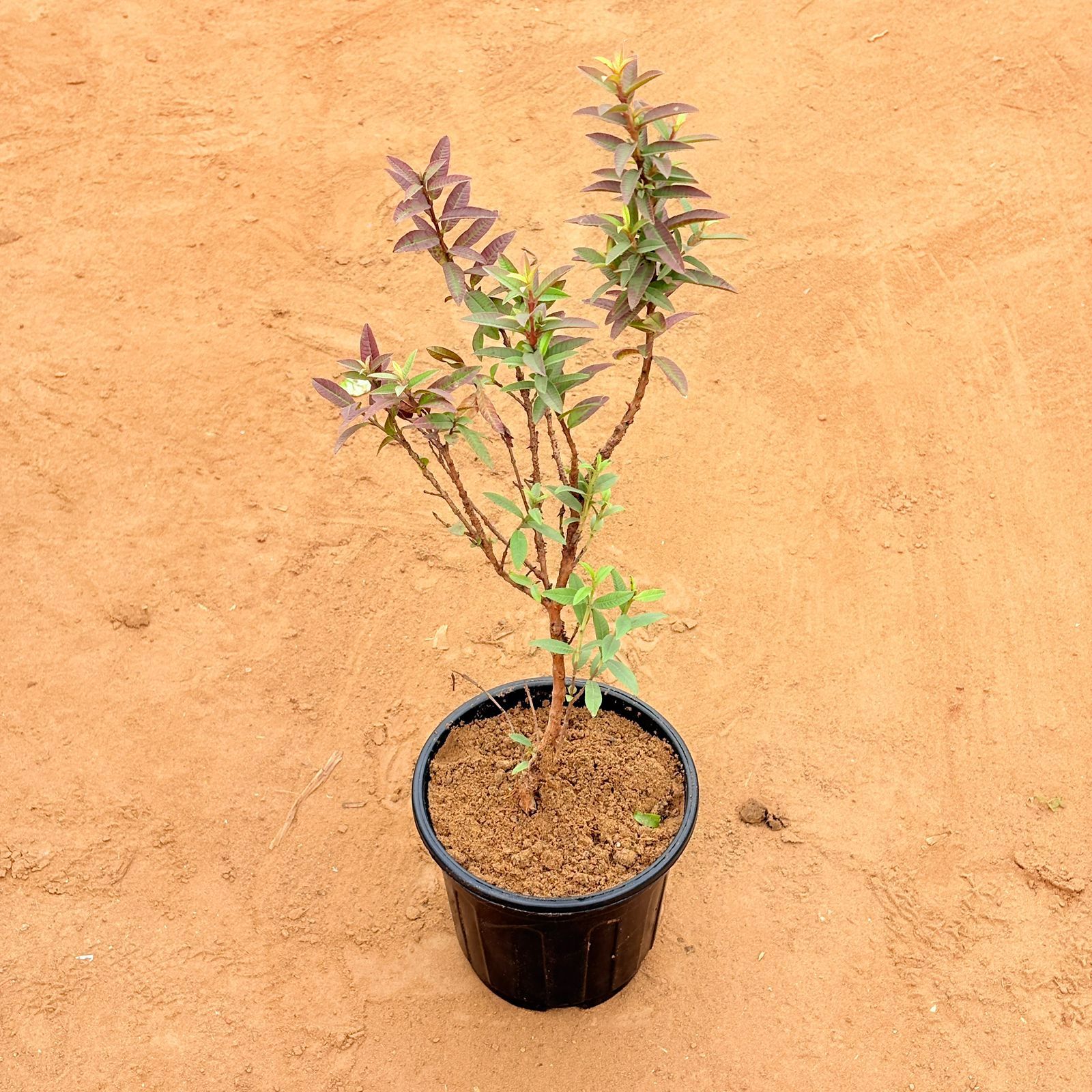 Black Amrood / Guava in 6 Inch Nursery Pot