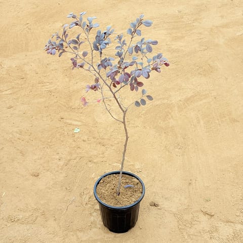 Loropetalum in 6 Inch Nursery Pot