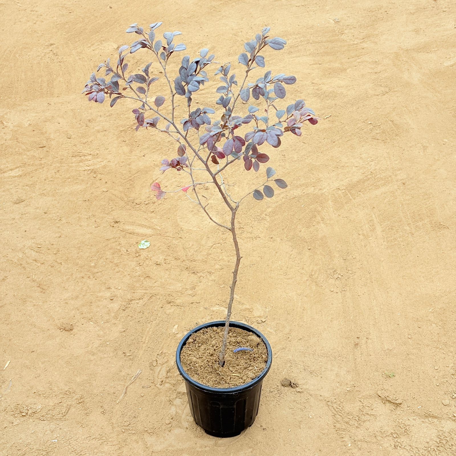 Loropetalum in 6 Inch Nursery Pot