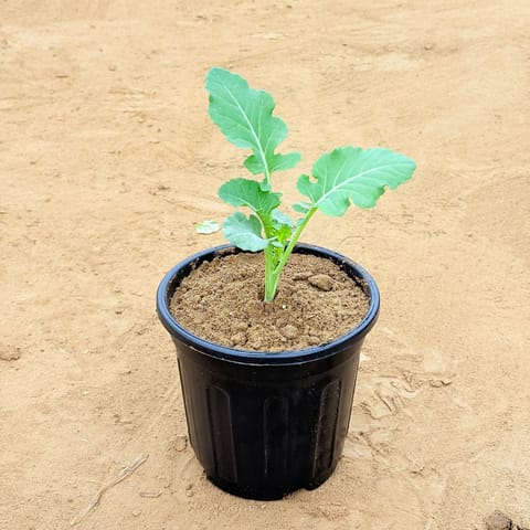 Cauliflower / Gobhi plant in 6 Inch Nursery Pot