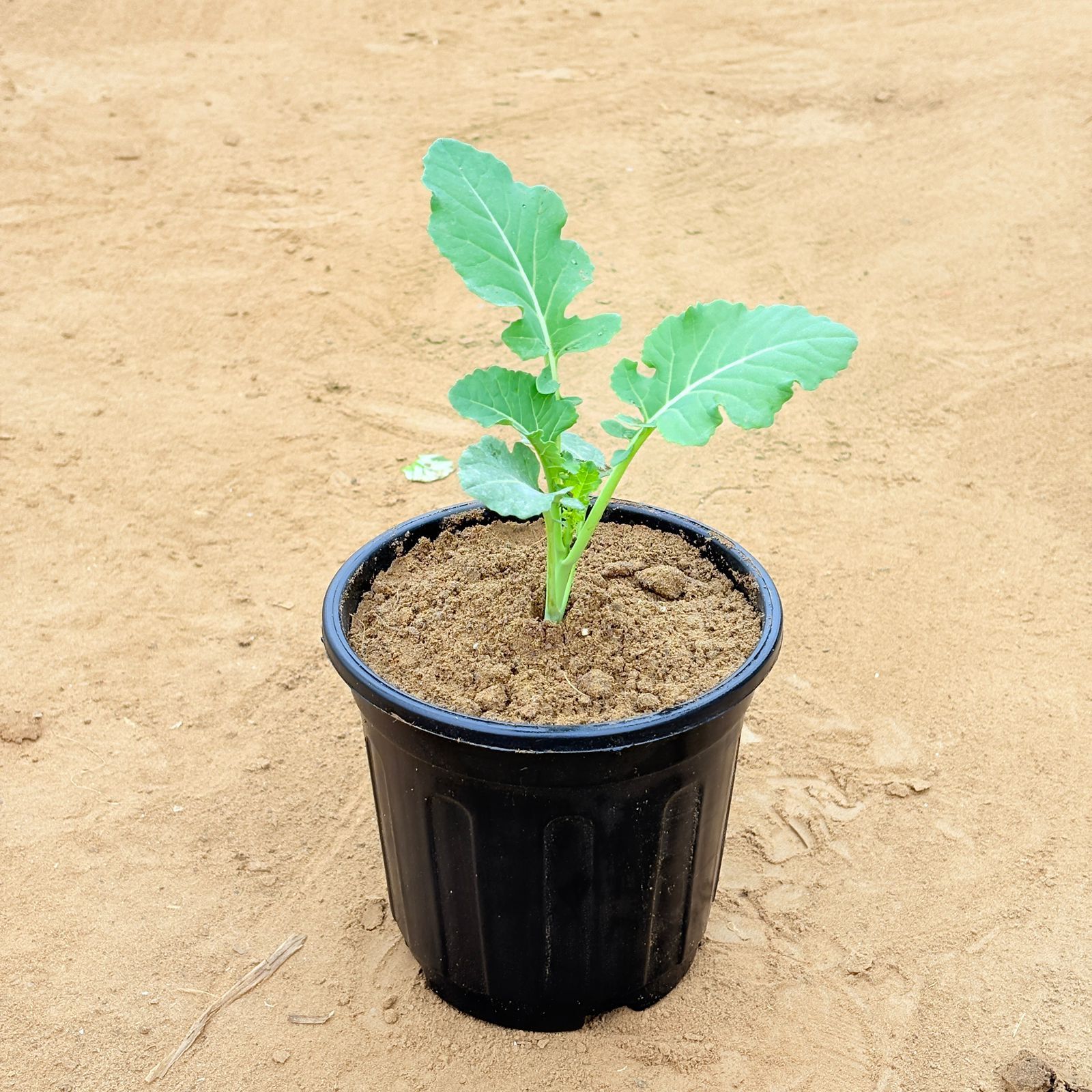 Cauliflower / Gobhi plant in 6 Inch Nursery Pot