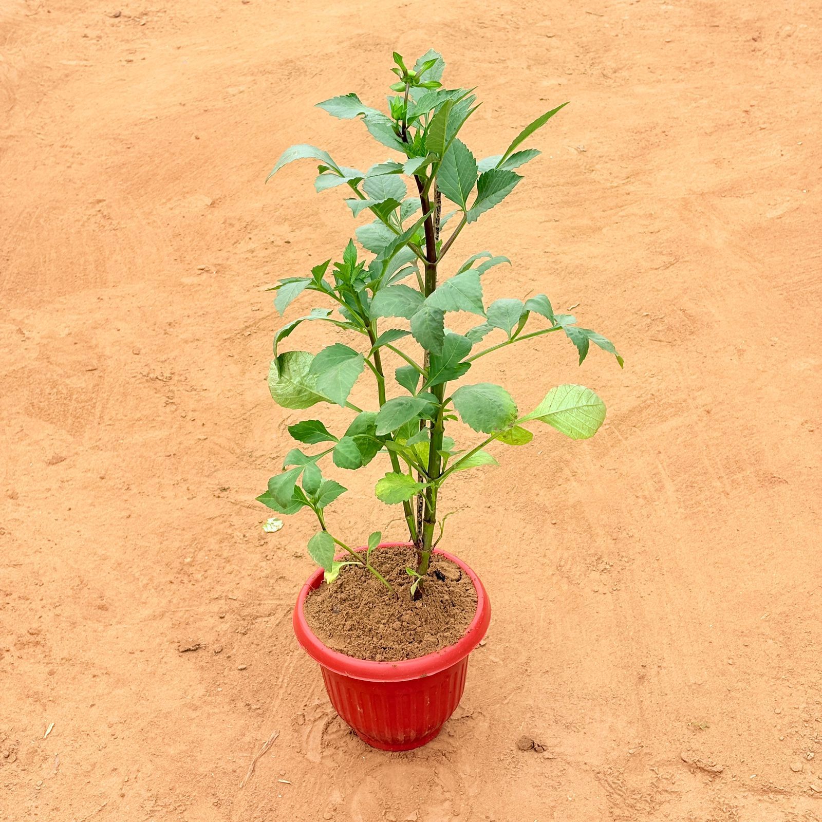Dahlia (Any Colour) in 8 Inch Terracotta Red Olive Plastic Pot