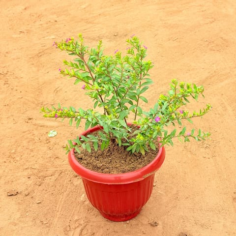 Cuphea Pink in 8 Inch Terracotta Red Olive Plastic Pot