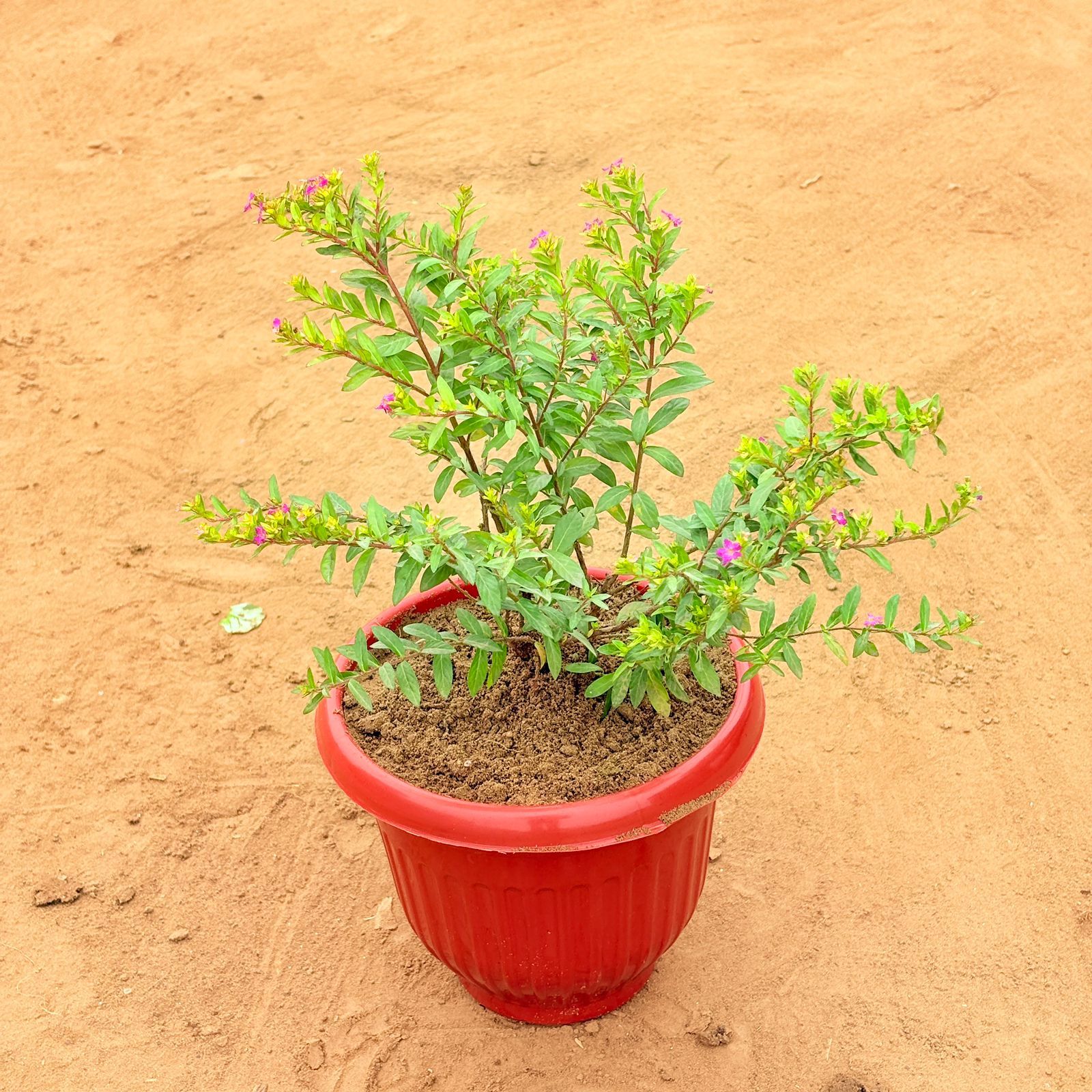 Cuphea Pink in 8 Inch Terracotta Red Olive Plastic Pot