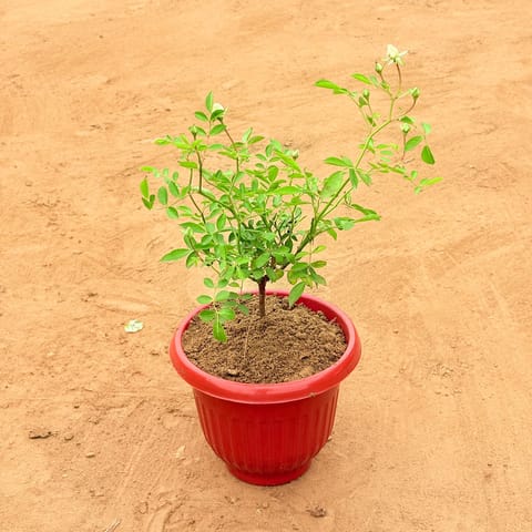Rose White in 8 Inch Terracotta Red Olive Plastic Pot