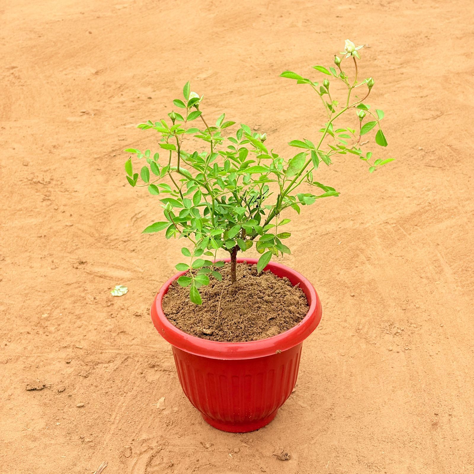Rose White in 8 Inch Terracotta Red Olive Plastic Pot