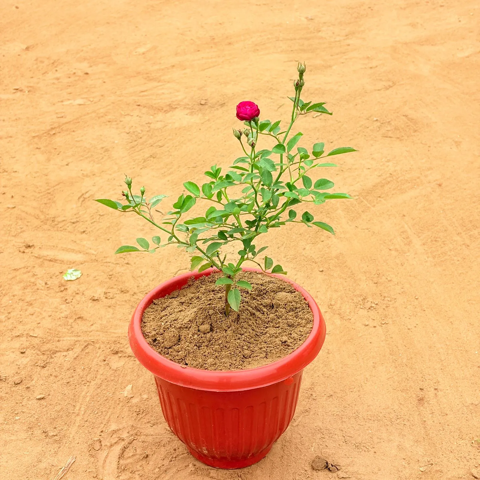 Rose Red in 8 Inch Terracotta Red Olive Plastic Pot