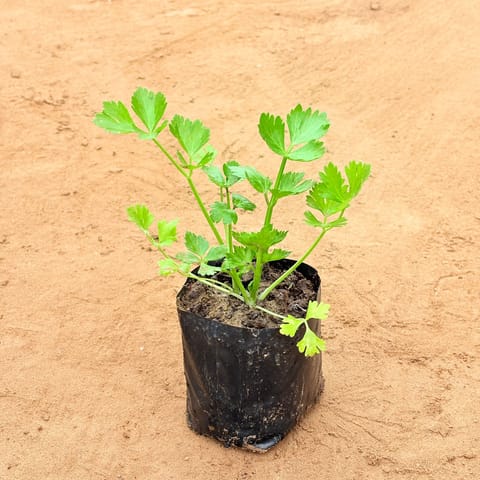Celery Plant in 4 Inch Nursery Bag