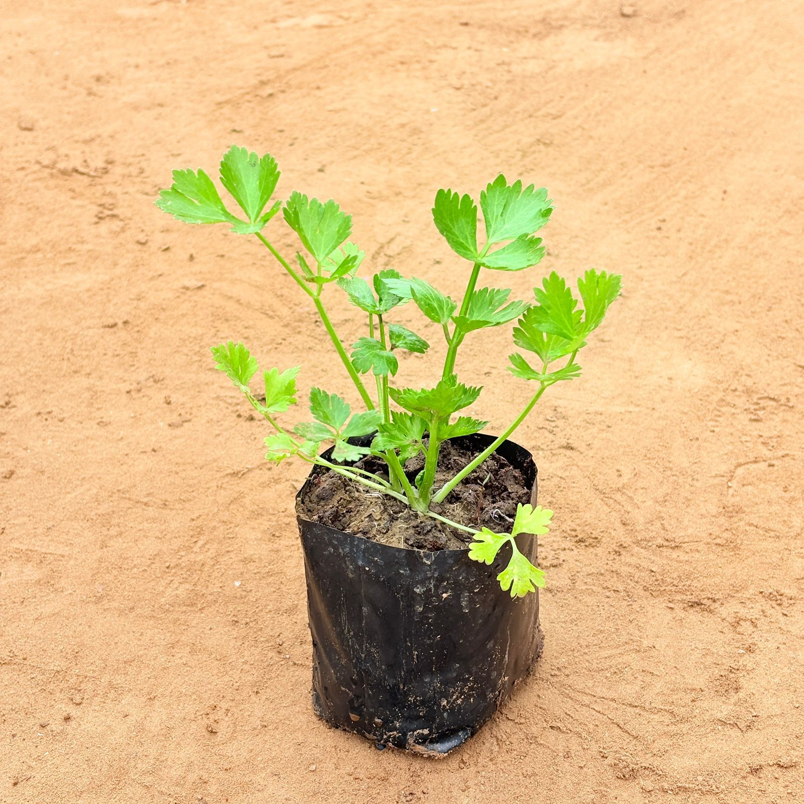 Celery Plant in 4 Inch Nursery Bag