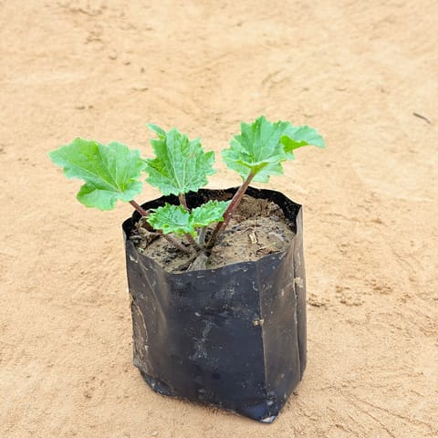 Cineraria (Any Colour)  in 4 Inch Nursery Bag