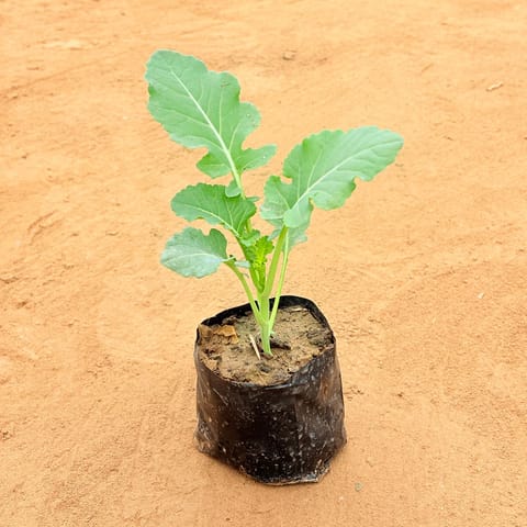 Cauliflower / Gobhi plant in 4 Inch Nursery Bag