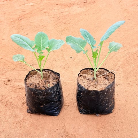 Set of 2 - Cauliflower / Gobhi plant in 4 Inch Nursery Bag