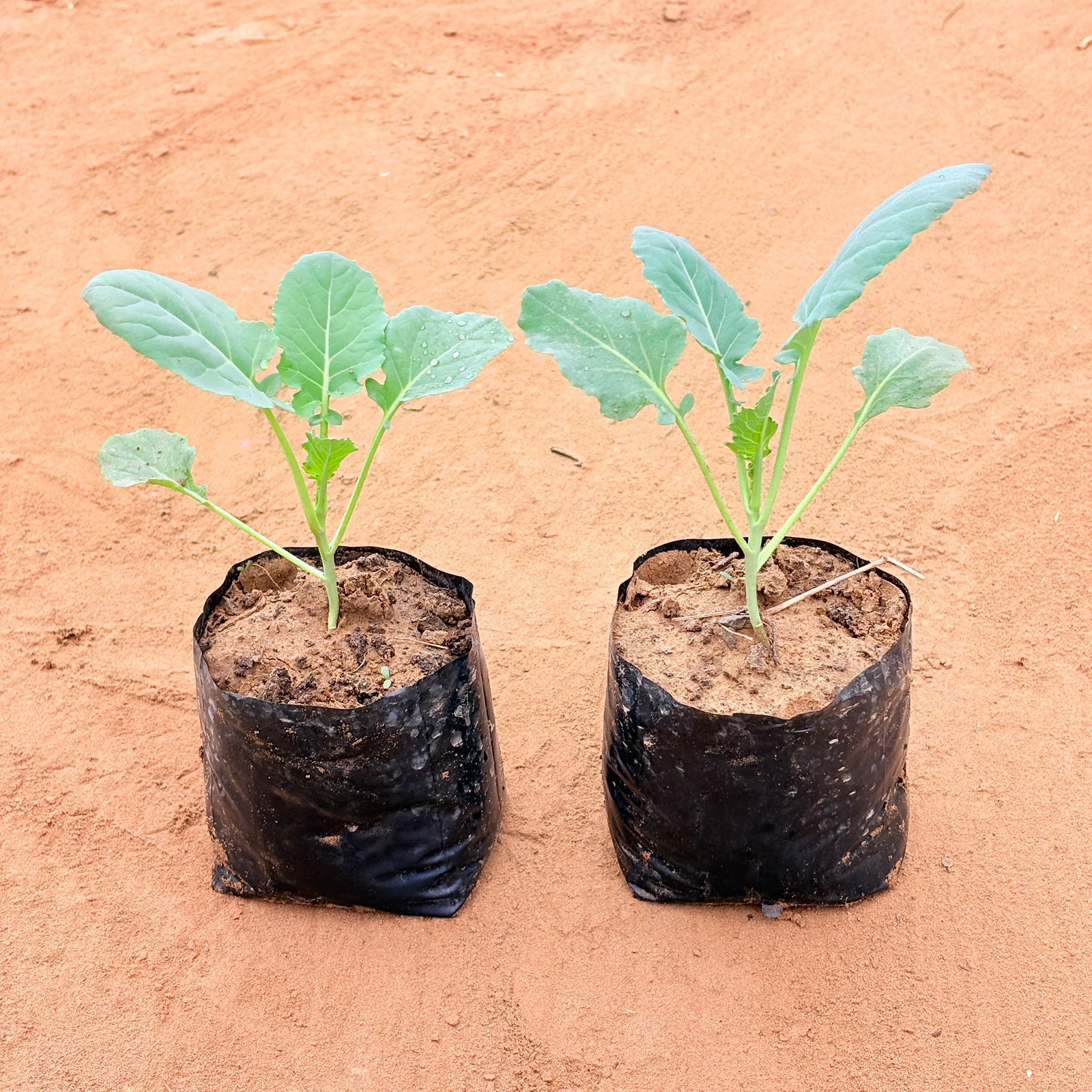 Set of 2 - Cauliflower / Gobhi plant in 4 Inch Nursery Bag