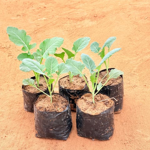 Set of 5 - Cauliflower / Gobhi plant in 4 Inch Nursery Bag