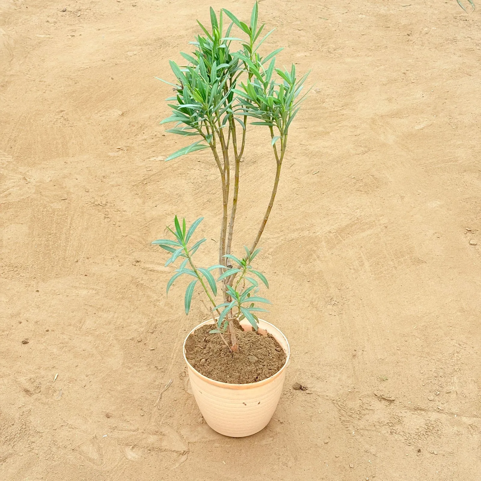 Kaner / Oleander (Any Colour) in 08 Inch Beige Premium Milo Round Plastic Pot