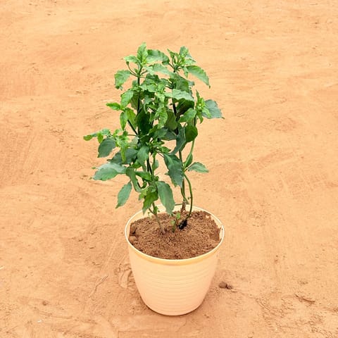 Crossandra / Kanakambaram (Any Colour) in 08 Inch Beige Premium Milo Round Plastic Pot