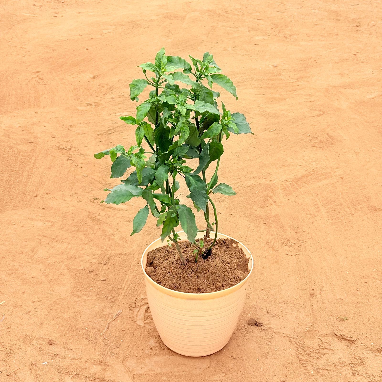 Crossandra / Kanakambaram (Any Colour) in 08 Inch Beige Premium Milo Round Plastic Pot