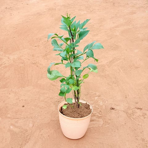 Dahlia (Any Colour) in 08 Inch Beige Premium Milo Round Plastic Pot