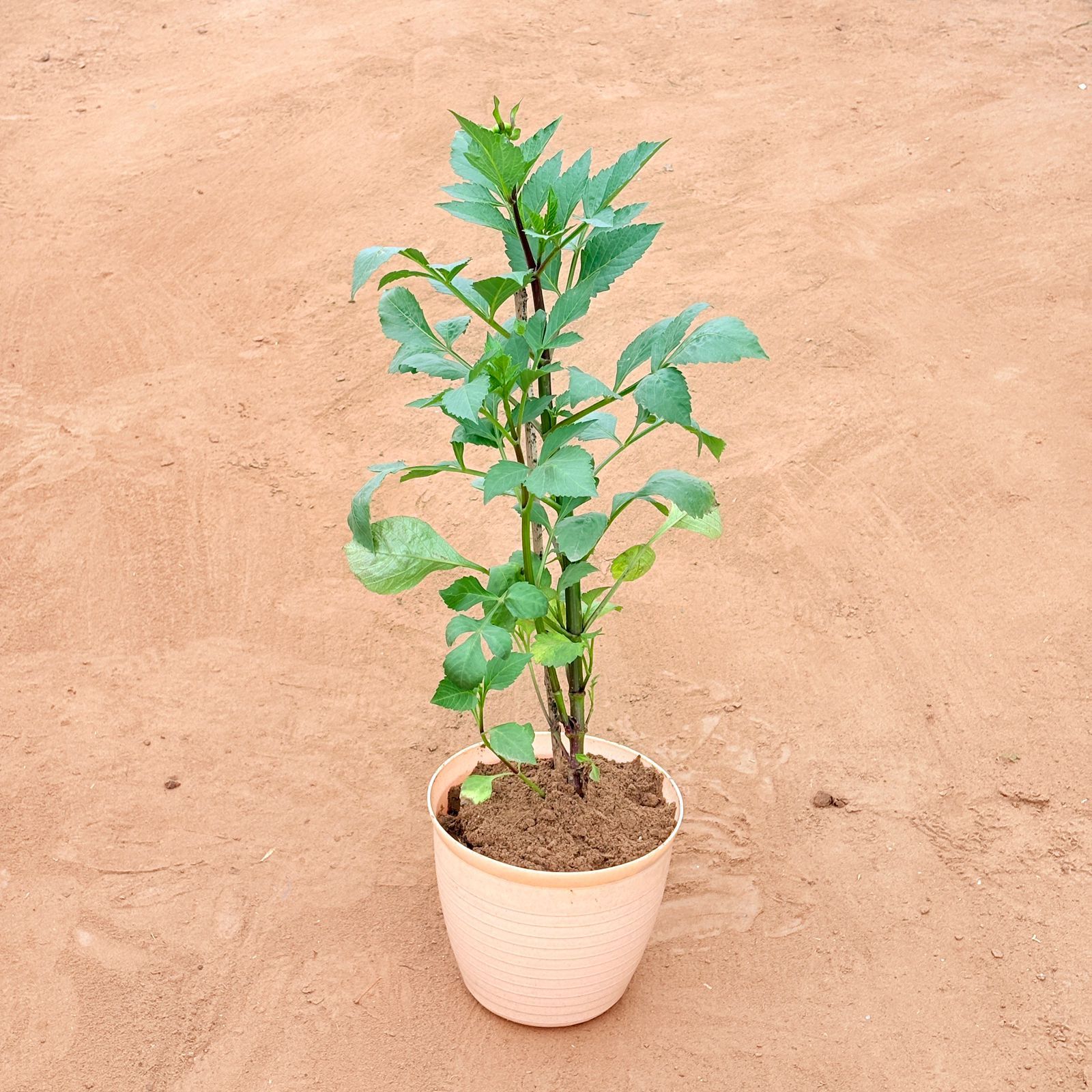 Dahlia (Any Colour) in 08 Inch Beige Premium Milo Round Plastic Pot