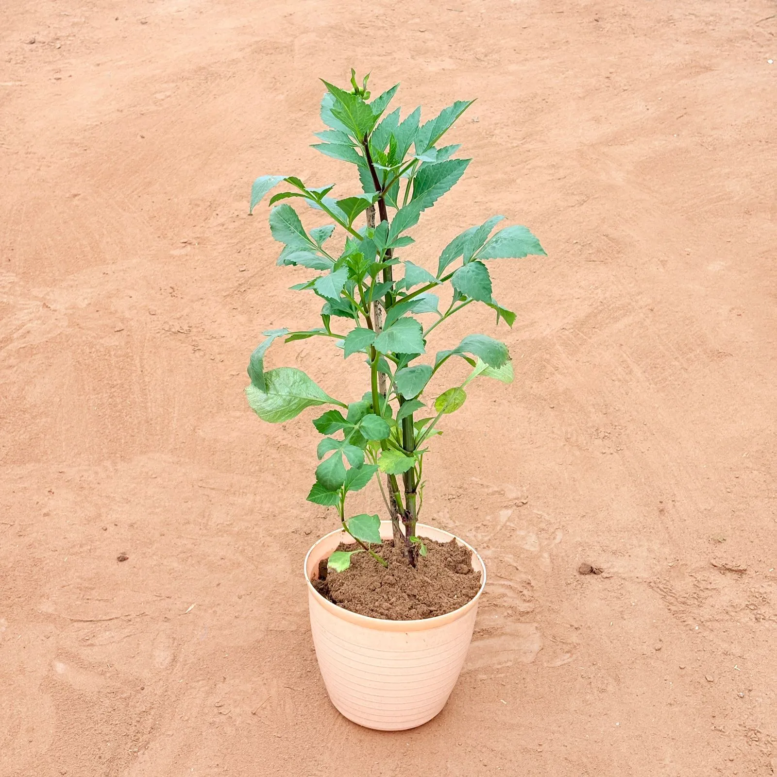 Dahlia (Any Colour) in 08 Inch Beige Premium Milo Round Plastic Pot