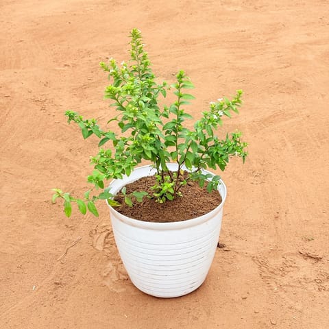 Cuphea White in 08 Inch White Marble Premium Milo Round Plastic Pot