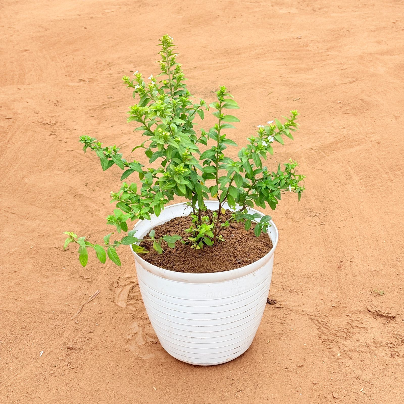 Cuphea White in 08 Inch White Marble Premium Milo Round Plastic Pot