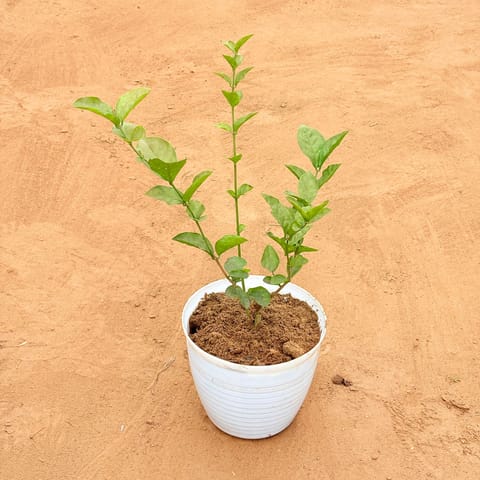 Mogra / Jasmine in 08 Inch White Marble Premium Milo Round Plastic Pot