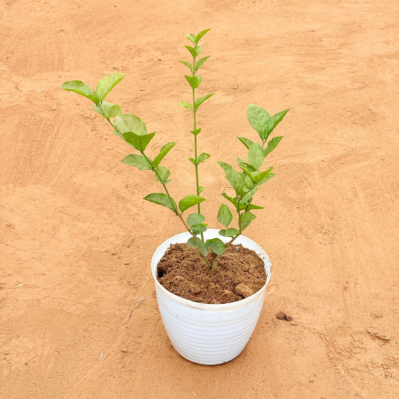 Mogra / Jasmine in 08 Inch White Marble Premium Milo Round Plastic Pot