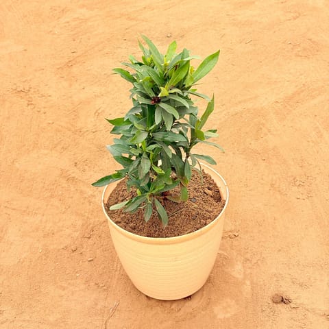 Gardenia / Gandhraj (Any Colour) in 08 Inch Beige Premium Milo Round Plastic Pot