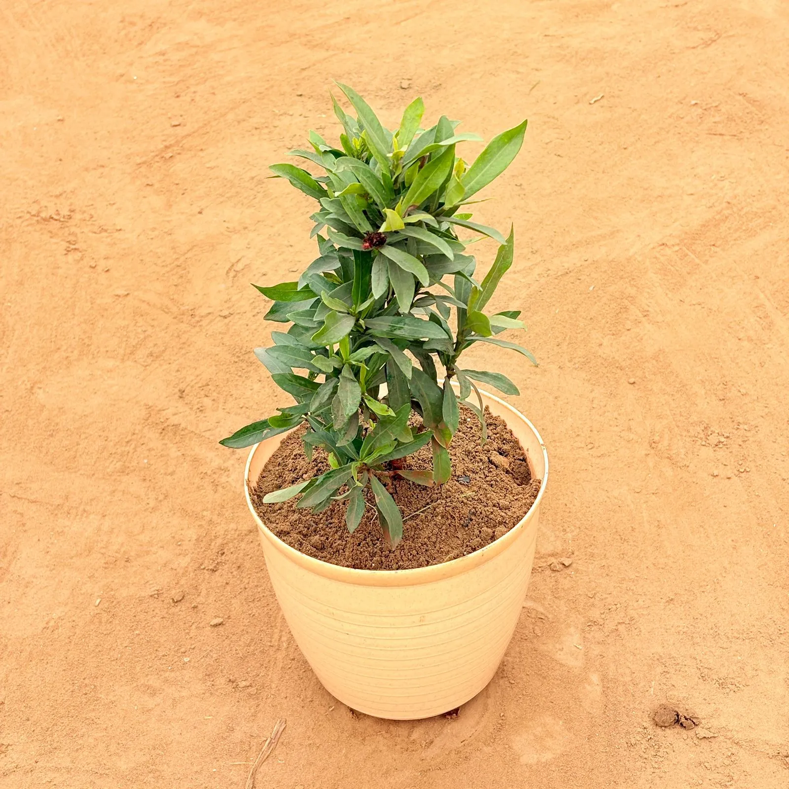 Gardenia / Gandhraj (Any Colour) in 08 Inch Beige Premium Milo Round Plastic Pot