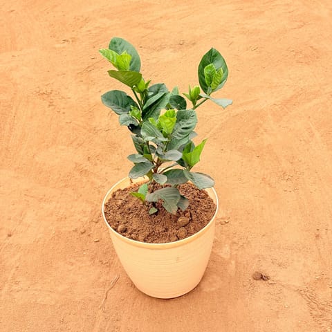 Ixora (any colour) in 08 Inch Beige Premium Milo Round Plastic Pot