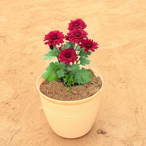 Chrysanthemum Red in 08 Inch Beige Premium Milo Round Plastic Pot