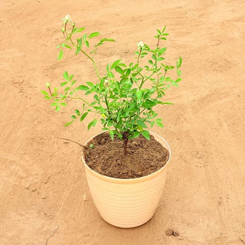 Rose White in 08 Inch Beige Premium Milo Round Plastic Pot