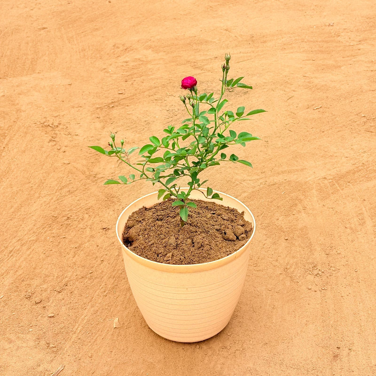 Rose Red in 08 Inch Beige Premium Milo Round Plastic Pot